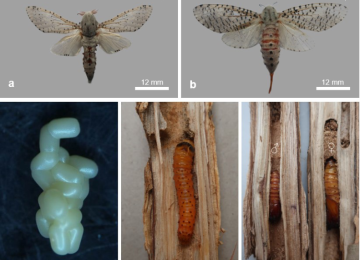 Neurozerra conferta (Lepidoptera: Cossidae) damaging Melaleuca plantations in Vietnam and its biological control