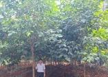 Hội đồng nghiệm thu tổng kết đề tài KHCN cấp Bộ: Nghiên cứu chọn giống và kỹ thuật trồng rừng thâm canh cây Sấu tía (Sandoricum Indicum Cav) cung cấp gỗ lớn tại các tỉnh phía Nam
